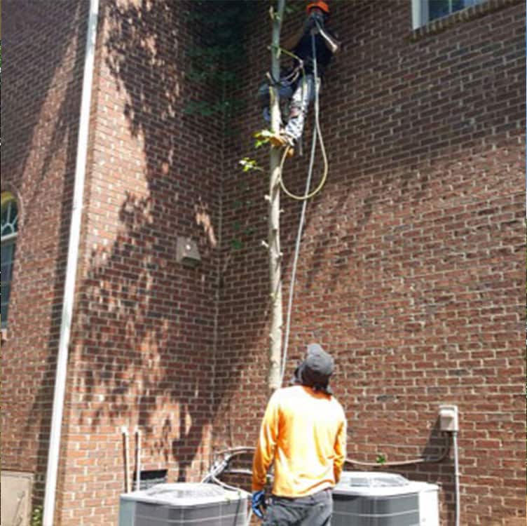 Tree trimming and pruning completed job