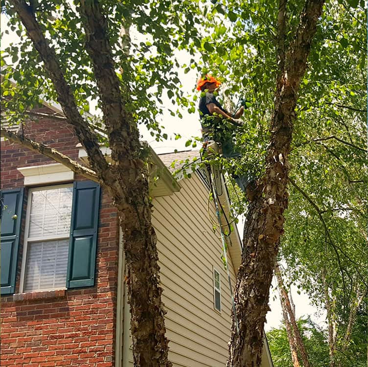 Alex's Tree Service team