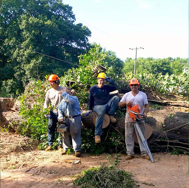 Completed tree work in Charlotte NC