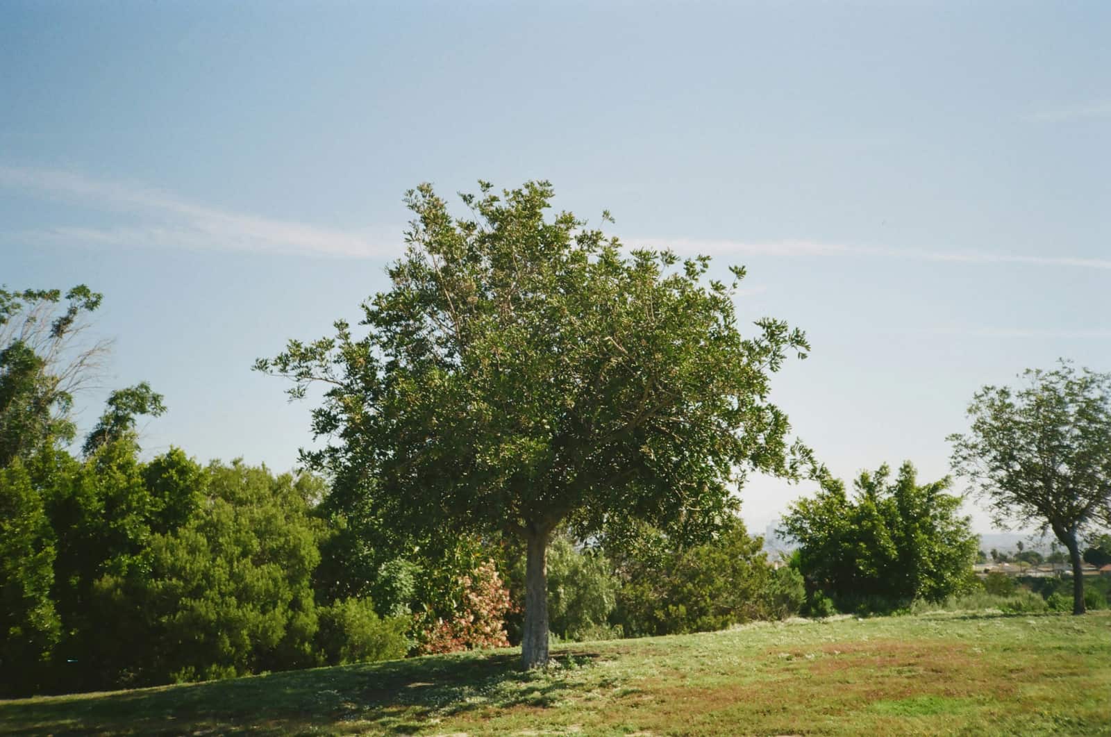 Tree removal project Charlotte