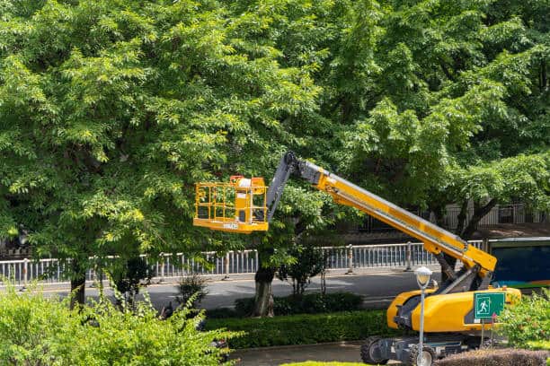 Ornamental tree care services