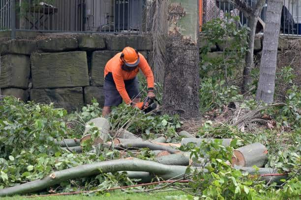 Tree shaping, pruning and thinning