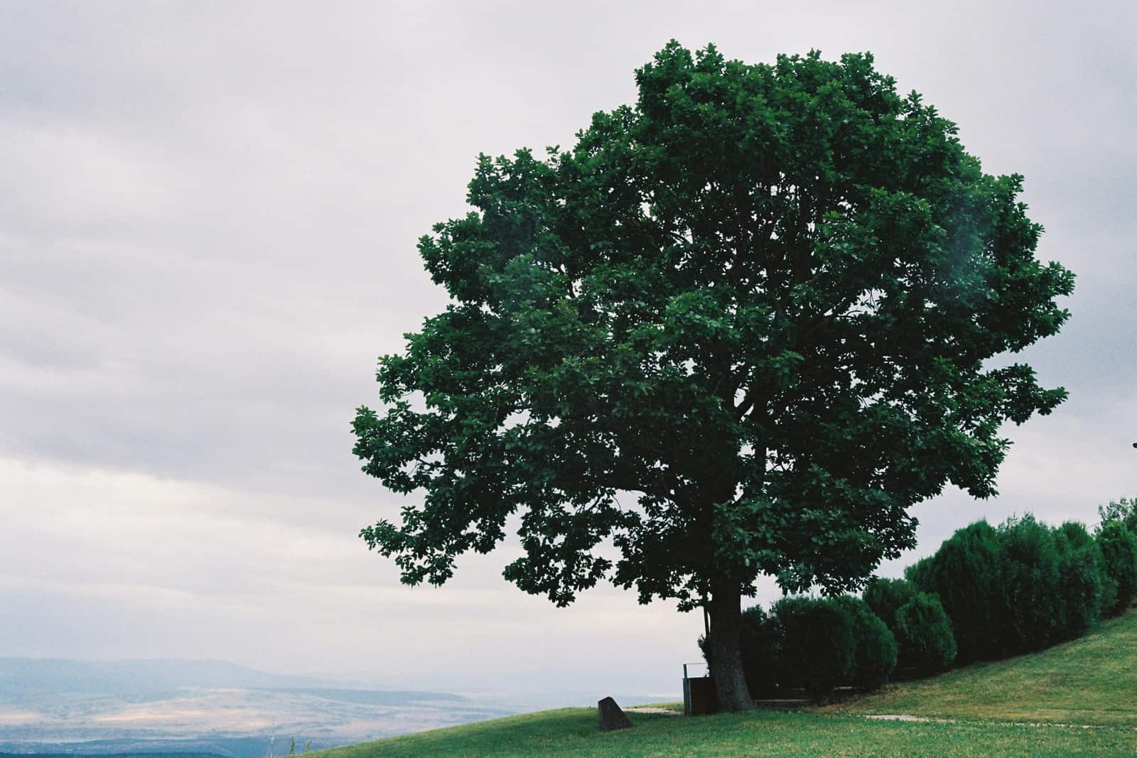 Tree preservation services in Charlotte