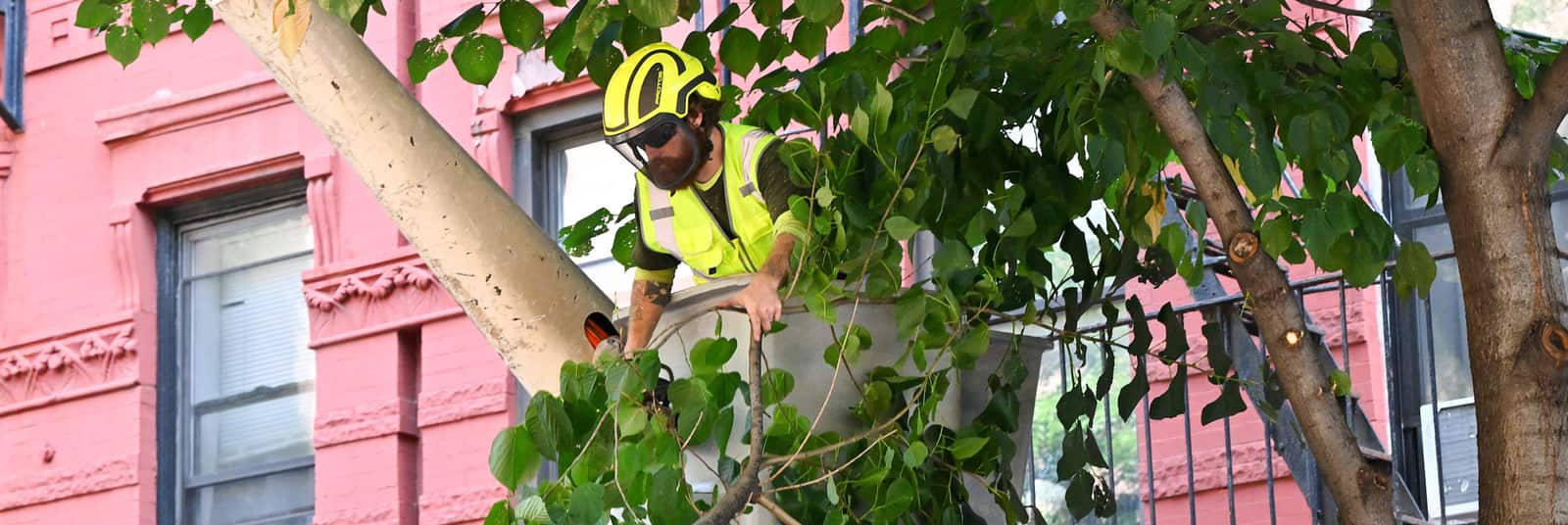Tree topping service in Charlotte NC