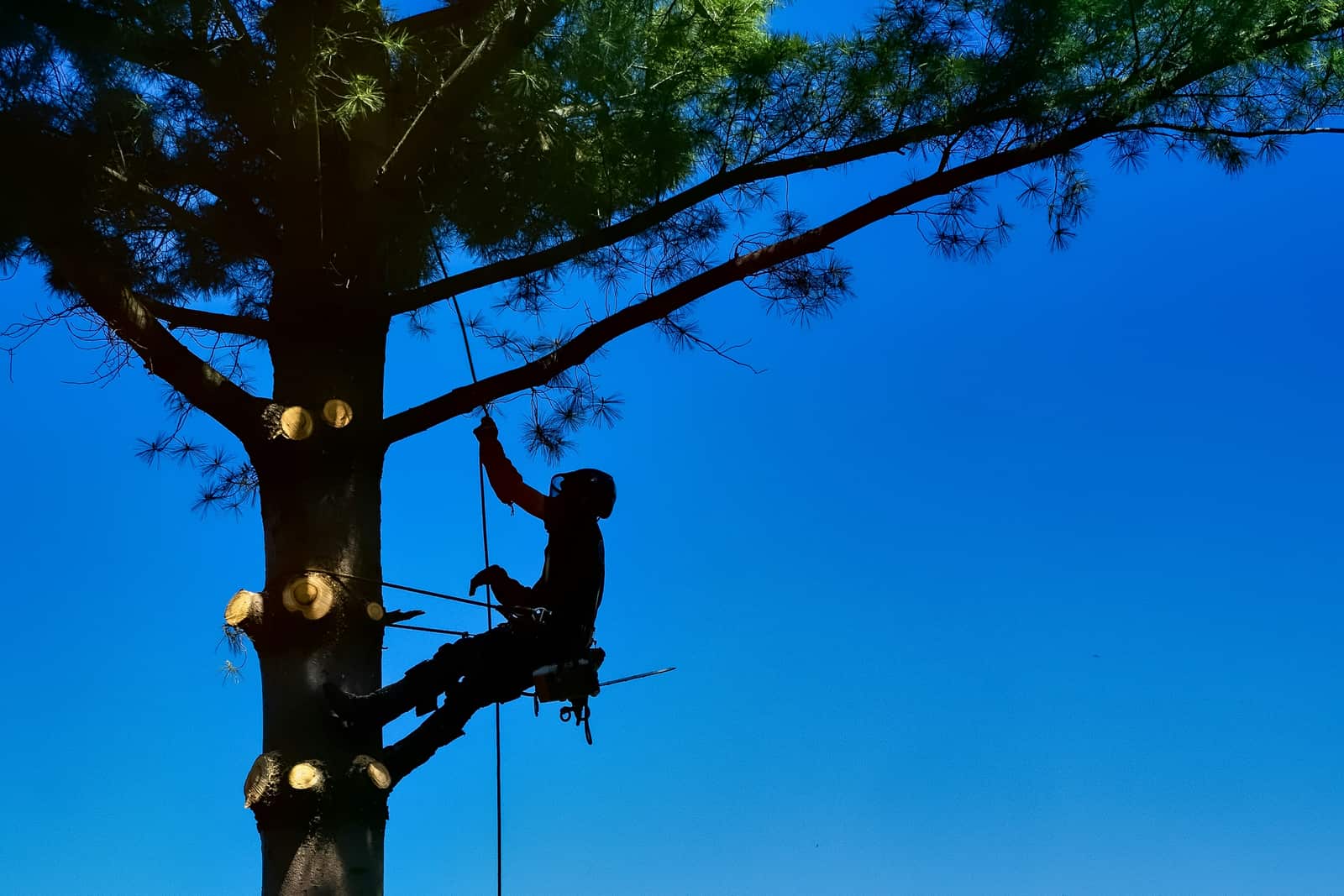 Professional arborist services Charlotte